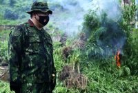 BNN Musnahkan 2 Hektare Ladang Ganja di Aceh Besar. (Foto:Pelopor/BNN)