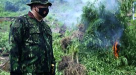 BNN Musnahkan 2 Hektare Ladang Ganja di Aceh Besar. (Foto:Pelopor/BNN)