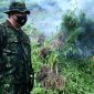 BNN Musnahkan 2 Hektare Ladang Ganja di Aceh Besar. (Foto:Pelopor/BNN)