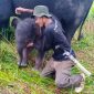 Anak Gajah Sumatera Lahir di Suaka Margasatwa Padang Sugihan. (Foto:Pelopor/KLHK)