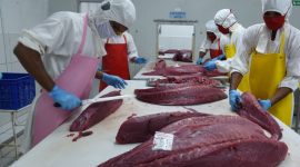 Ilustrasi Hasil Kelautan dan Perikanan. (Foto:Pelopor/KKP)