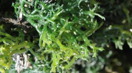 Rumput laut. (Foto: Pelopor/Kementerian Kelautan dan Perikanan)