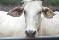 Ilustrasi hewan kurban. (Foto: Pelopor/Unsplash)