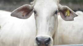 Ilustrasi hewan kurban. (Foto: Pelopor/Unsplash)