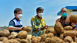 Plt. Direktur Jenderal Industri Agro Kementerian Perindustrian Putu Juli Ardika (tengah) bersama Direktur PT. Asia Prima Konjac Revie Christianto (kiri) memperhatikan porang yang akan diolah PT. Asia Prima Konjac di Madiun, Jawa Timur. (Foto: Pelopor/Kemenperin)