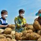 Plt. Direktur Jenderal Industri Agro Kementerian Perindustrian Putu Juli Ardika (tengah) bersama Direktur PT. Asia Prima Konjac Revie Christianto (kiri) memperhatikan porang yang akan diolah PT. Asia Prima Konjac di Madiun, Jawa Timur. (Foto: Pelopor/Kemenperin)