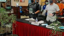 Polisi, mengamankan seorang pria berinisial OK di Lebak Bulus, Cilandak, Jakarta Selatan lantaran menanam enam pot pohon ganja di dalam kamar mandi. (Pelopor.id/Ist)