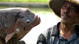 Gurami Bima. (Foto:Pelopor.id/KKP)