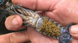 Budidaya Lobster Air Tawar di Pekarangan Rumah. (Foto:Pelopor.id/KKP)