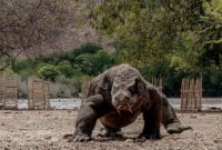 Komodo. (Foto:Pelopor.id/Kemenparekraf)