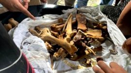 Perdagangan bagian tubuh Harimau Sumatera berhasil digagalkan. (Foto: Pelopor/Kementerian LHK)