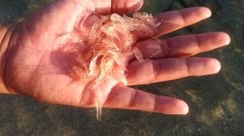 Benih bening lobster (BBL). (Foto:Pelopor.id/KKP)