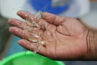 Benih Bening Lobster.(Foto: Pelopor.id/KKP)