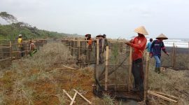 Ribuan bibit vegetasi pantai ditanam untuk mengantisipasi dampak tsunami. (Foto: Pelopor/Kementerian Kelautan dan Perikanan)