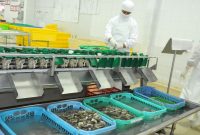 Udang adalah salah satu komoditas unggulan Indonesia. (Foto: Pelopor/Kementerian KKP)