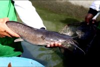 Lele Mutiara. (Foto:Pelopor.id/KKP)