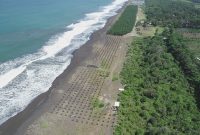 KKP Tanam 6 Ribu Bibit Cemara Laut untuk Antisipasi Dampak Tsunami. (Foto:Pelopor.id/KKP)