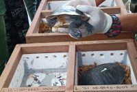 KLHK Pulangkan 13 Kura-kura Rote dari Singapura. (Foto:Pelopor.id/KLHK)