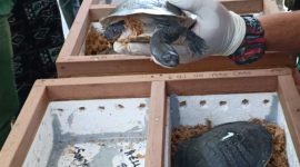 KLHK Pulangkan 13 Kura-kura Rote dari Singapura. (Foto:Pelopor.id/KLHK)