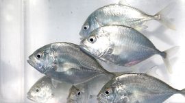 Ikan Bubara. (Foto: Pelopor.id/KKP)