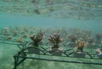 BKSDA Bali Restocking Karang Hias Pantai Serangan. (Foto:Pelopor.id/KLHK)