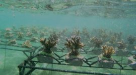 BKSDA Bali Restocking Karang Hias Pantai Serangan. (Foto:Pelopor.id/KLHK)