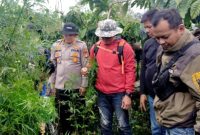 Polisi Ungkap Ladang Ganja Siap Panen Seluas 1,5 Hektare. (Foto:Pelopor.id/Polri)