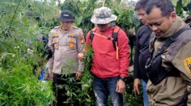 Polisi Ungkap Ladang Ganja Siap Panen Seluas 1,5 Hektare. (Foto:Pelopor.id/Polri)
