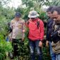 Polisi Ungkap Ladang Ganja Siap Panen Seluas 1,5 Hektare. (Foto:Pelopor.id/Polri)