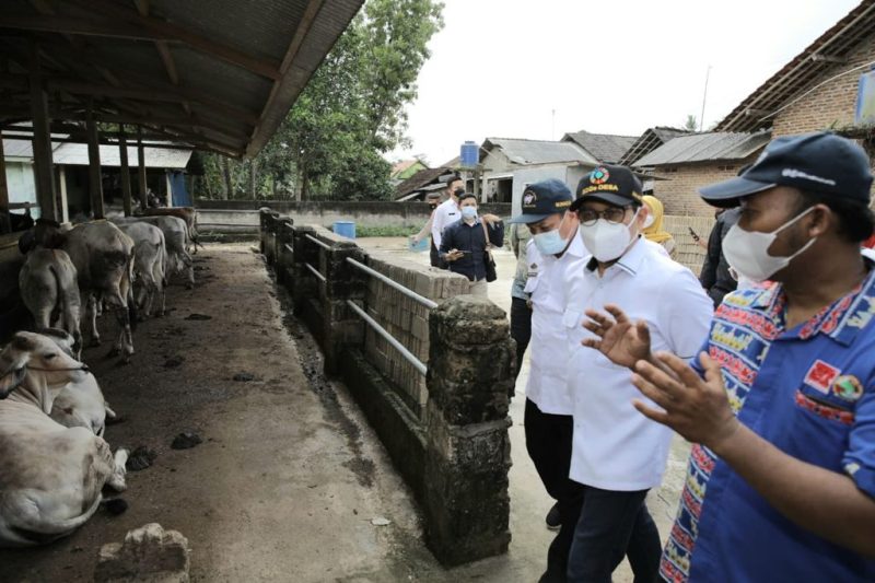 Menteri Desa, Pembangunan Daerah Tertinggal dan Transmigrasi Abdul Halim Iskandar meninjau peternakan di Lampung Selatan. (Foto: Pelopor/Kemendes PDTT)