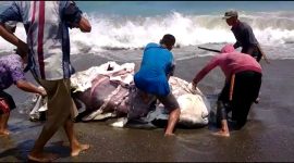 Ditemukan ikan Hiu Paus terdampar di Pantai Cirarangan Sindangbarang, Kabupaten Cianjur, Provinsi Jawa Barat, pada Minggu (26/09/2021). Ironisnya, ikan tersebut dipotong-potong dan dikonsumsi oleh warga sekitar. (Foto: Pelopor/KKP)