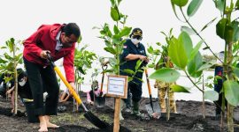 Presiden Jokowi Tanam Mangrove di Pantai Raja Kecik. (Foto:Pelopor.id/KLHK)