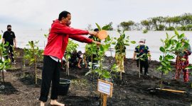 Presiden Jokowi Tanam Mangrove di Pantai Raja Kecik. (Foto:Pelopor.id/KLHK)