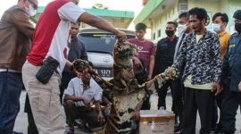 Polda Riau Berhasil Tangkap 4 Pelaku Penjual Kulit Harimau Sumatera. (Foto: Pelopor/Tribratanews)