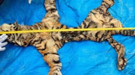 KLHK dan Polda Aceh Tangkap Penjual Kulit Harimau. (Foto:Pelopor.id/KLHK)