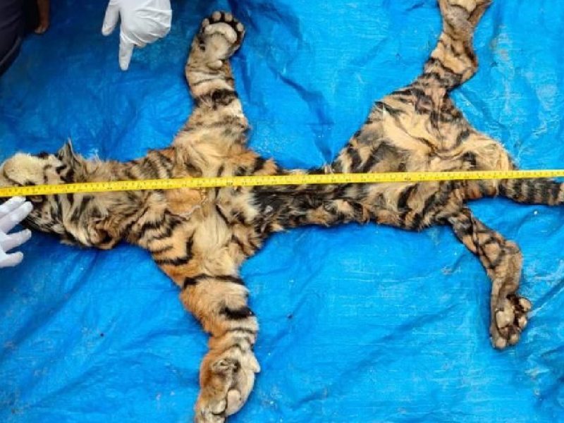 KLHK dan Polda Aceh Tangkap Penjual Kulit Harimau. (Foto:Pelopor.id/KLHK)