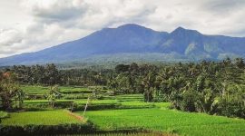 Desa Wisata Tetebatu yang terletak di Sikur, Lombok Timur, Nusa Tenggara Barat. (Foto:Pelopor.id/Ist)