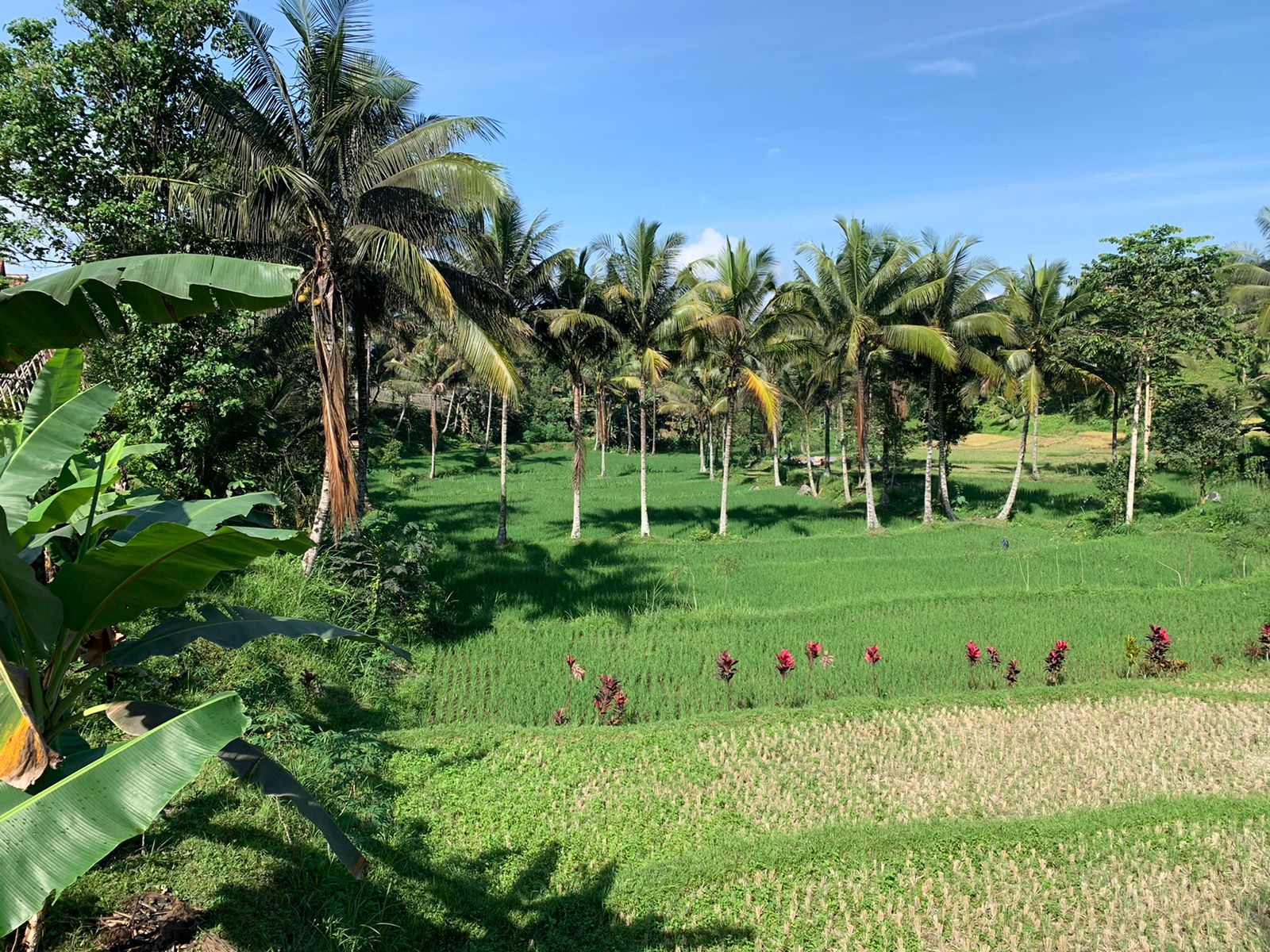 Penampakan Desa Wisata Tetebatu