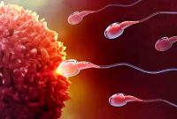 Ilustrasi Sperma. (Foto:pelopor.id/Ist)