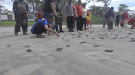 BBKSDA Jabar Lepasliarkan 1000 ekor Tukik Penyu Hijau di Suaka Margasatwa Sindangkerta. (Foto: Pelopor.id/KLHK)