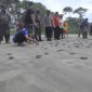 BBKSDA Jabar Lepasliarkan 1000 ekor Tukik Penyu Hijau di Suaka Margasatwa Sindangkerta. (Foto: Pelopor.id/KLHK)