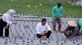 Presiden Tanam Bawang Merah dan Resmikan Embung di Temanggung. (Foto:Pelopor.id/Tyo)