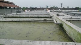 Kolam milik Republik Lele Kediri. (foto:Pelopor/KKP)