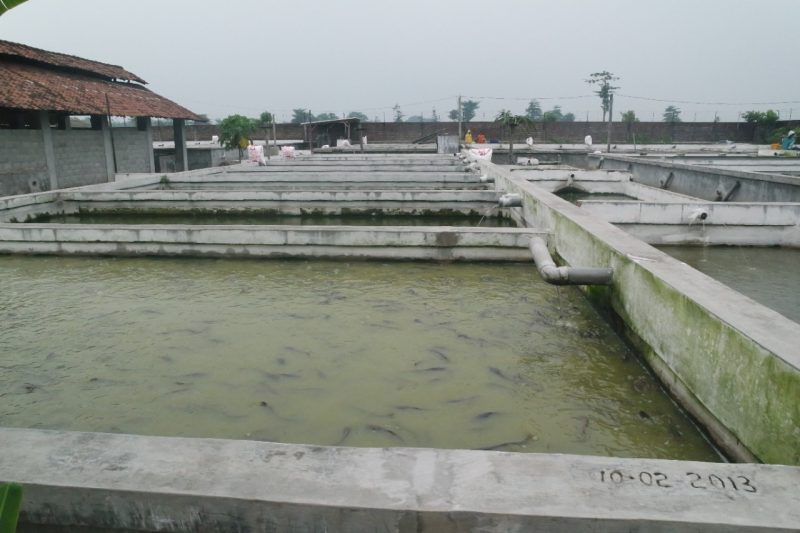 Kolam milik Republik Lele Kediri. (foto:Pelopor/KKP)