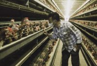 Menteri Pertanian (Mentan) Syahrul Yasin Limpo saat meninjau perusahaan peternakan ayam petelur di Kabupaten Maros, Sulawesi Selatan. (Foto:Pelopor.id/Kementan)