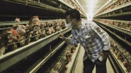Menteri Pertanian (Mentan) Syahrul Yasin Limpo saat meninjau perusahaan peternakan ayam petelur di Kabupaten Maros, Sulawesi Selatan. (Foto:Pelopor.id/Kementan)