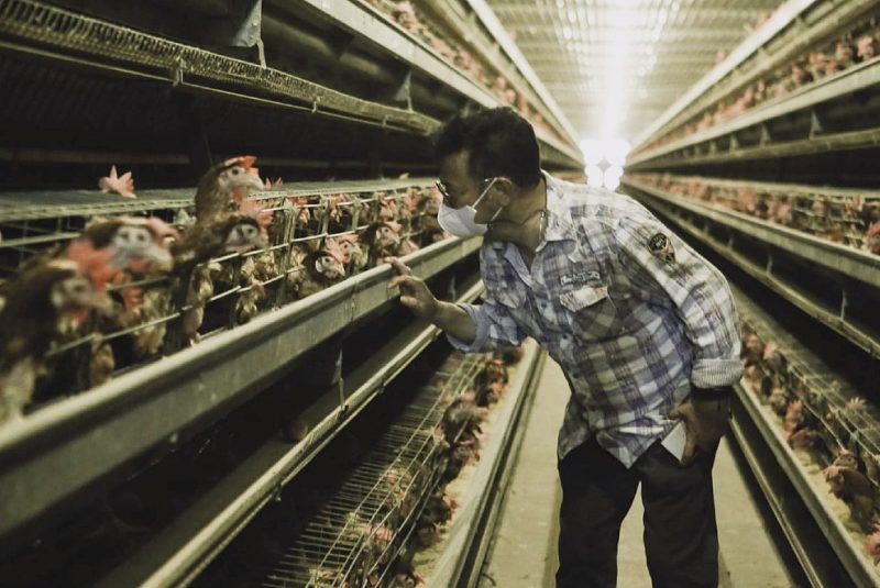 Menteri Pertanian (Mentan) Syahrul Yasin Limpo saat meninjau perusahaan peternakan ayam petelur di Kabupaten Maros, Sulawesi Selatan. (Foto:Pelopor.id/Kementan)
