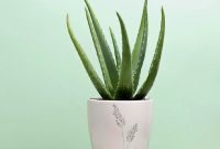 Tanaman Lidah Buaya. (Foto:Pelopor.id/ist)