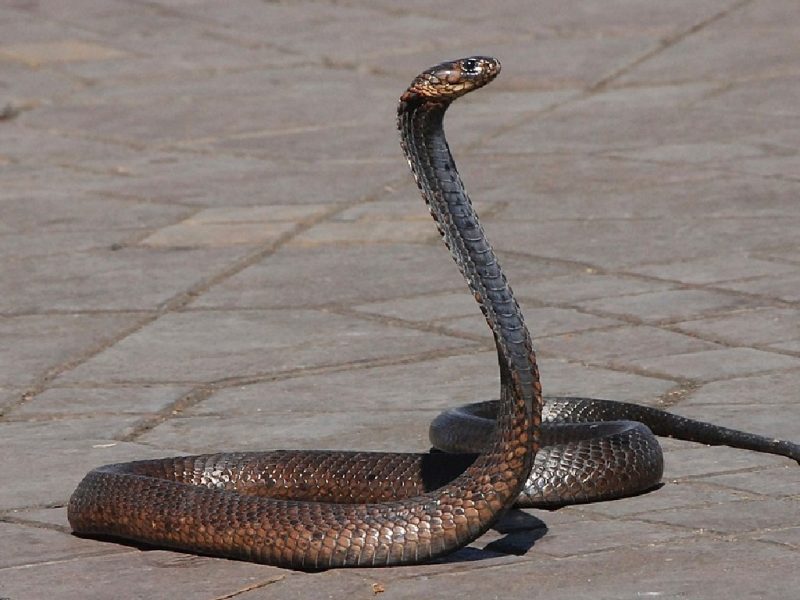 Tips Agar Ular Tidak Masuk Rumah. (Foto:Pelopor.id/Pixabay/Pascal-Laurent)