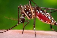 Nyamuk Aedes. Sumber: Gathany J, CDC PHIL, 2006.